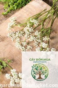 cây caraway Ba Tư