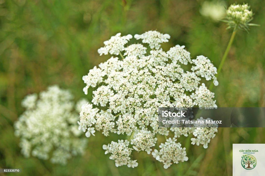 cây caraway Ba Tư - Image 3