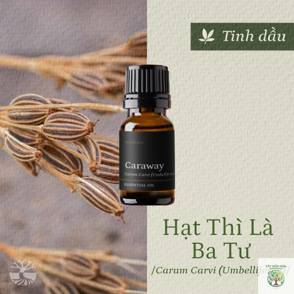 cây caraway Ba Tư - Image 5