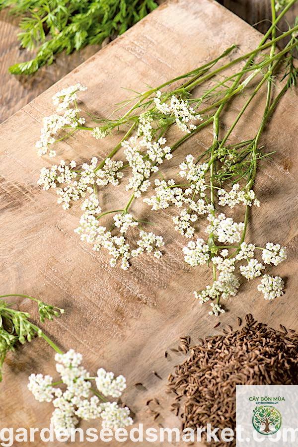 cây caraway Ba Tư