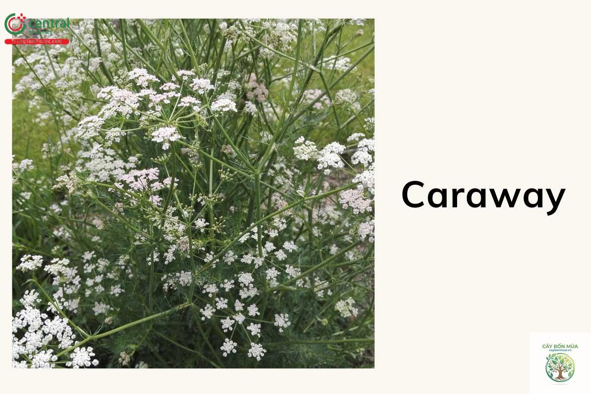cây caraway Đức - Image 4