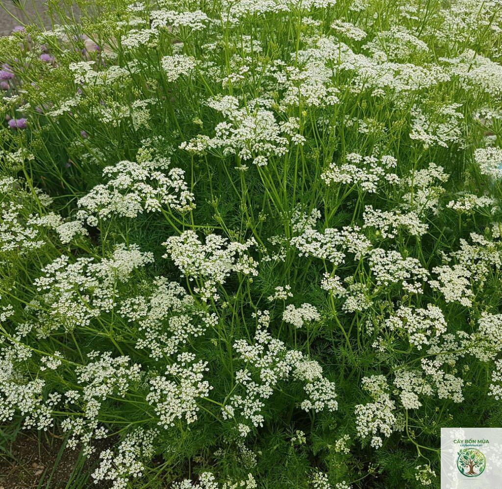 cây caraway trắng