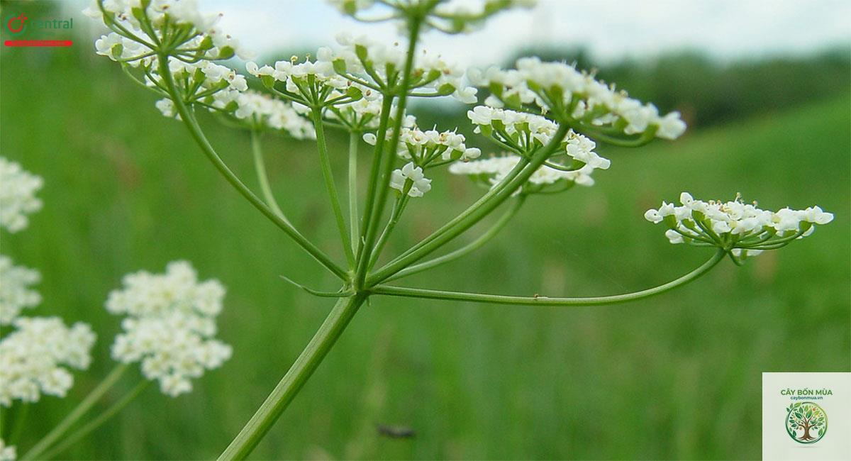 cây caraway trắng - Image 3