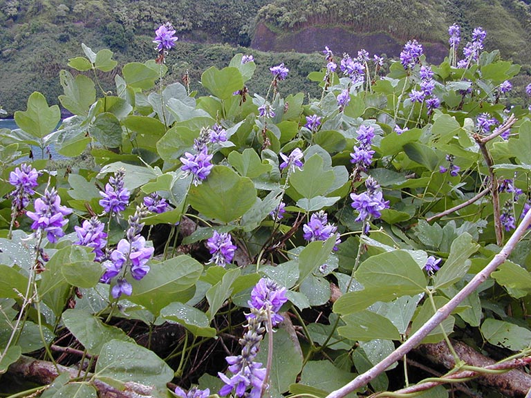 cây cát căn - Image 3