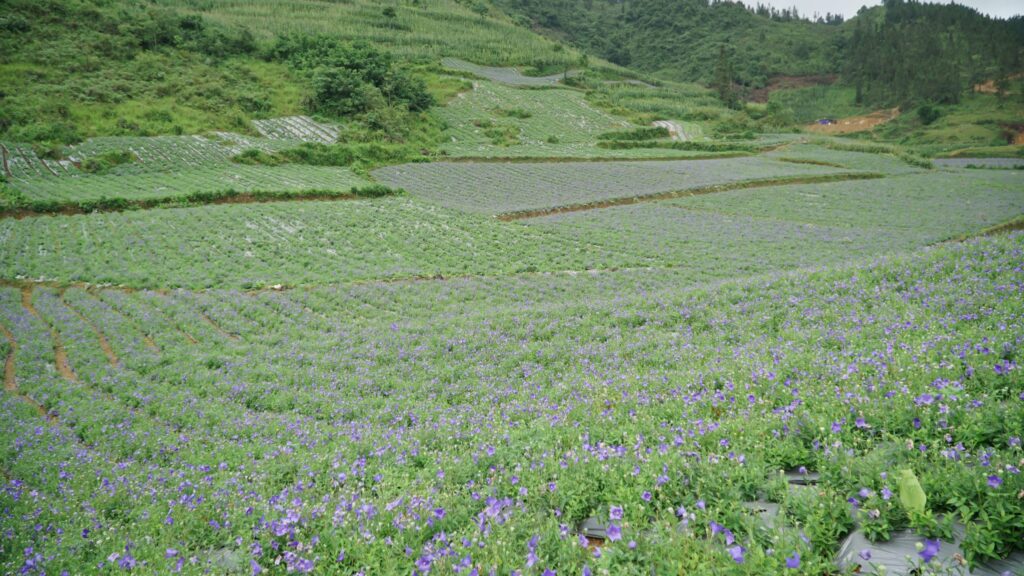 cây cát cánh rừng