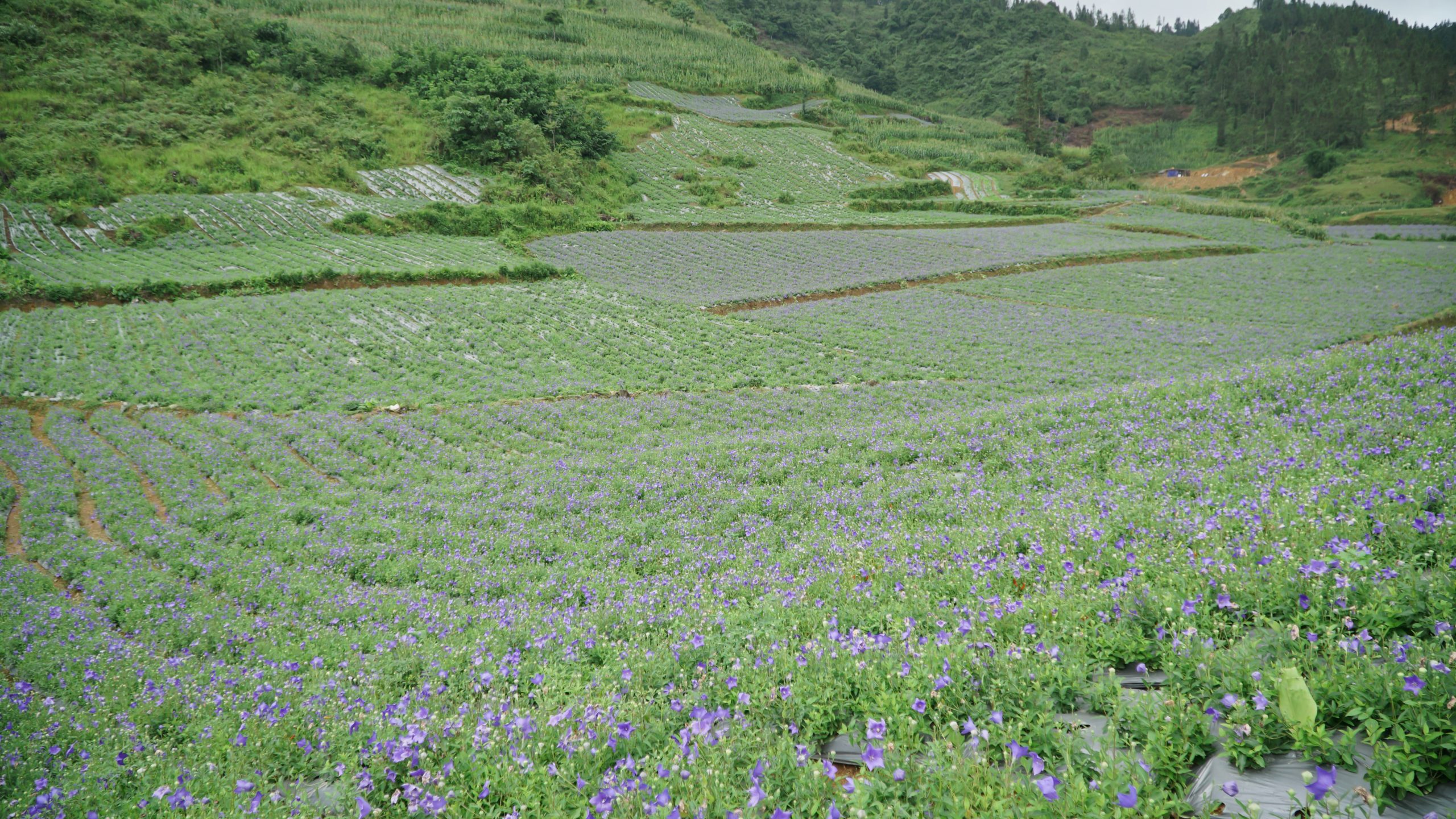 cây cát cánh rừng - Image 1