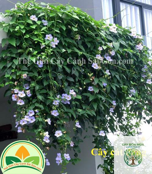 cây cát đằng - Image 2