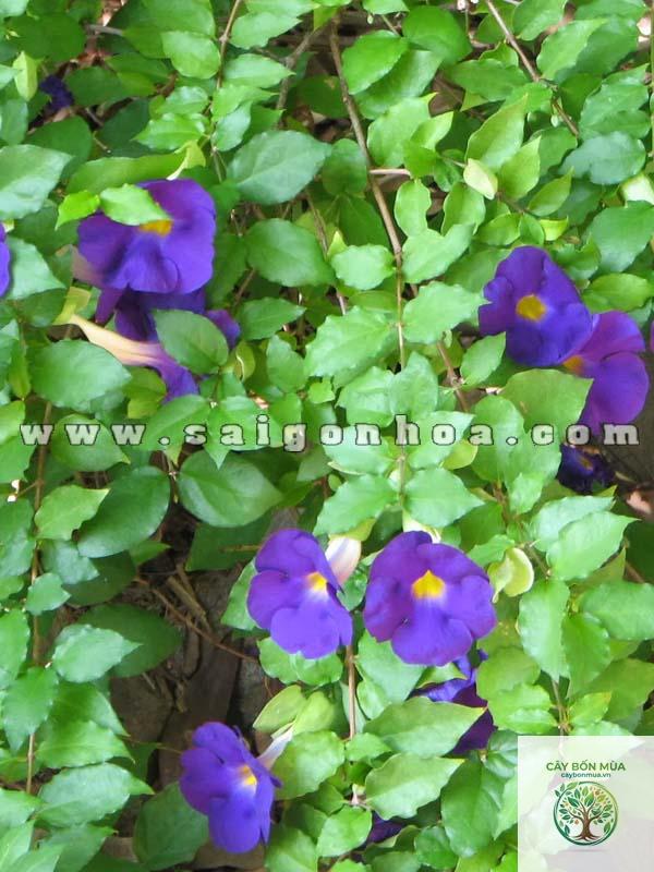 cây cát đằng - Image 4