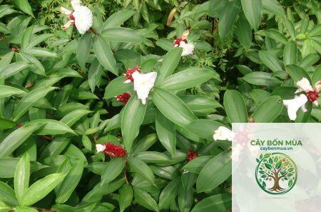 cây cát lồi