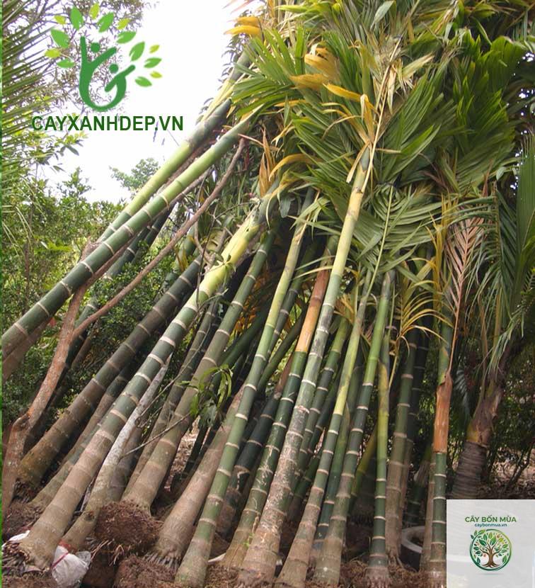 cây cau ăn trầu - Image 5