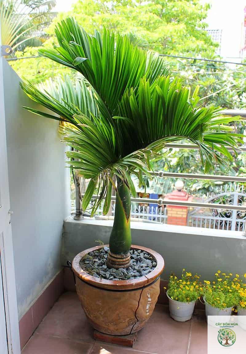 cây cau lùn - Image 1