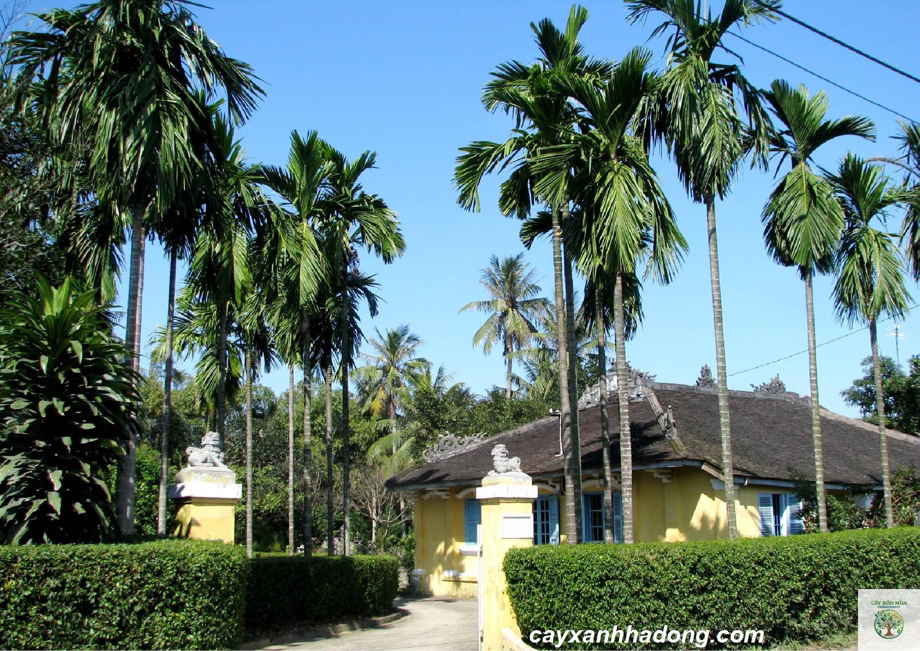 cây cau ta - Image 5