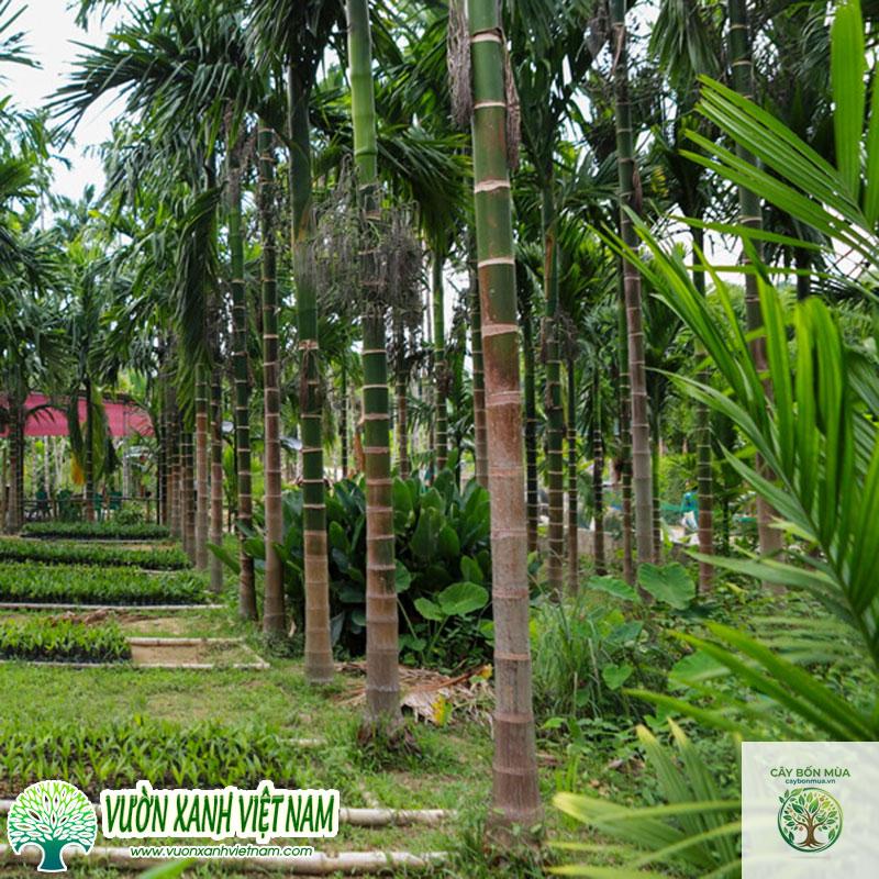 cây cau ta