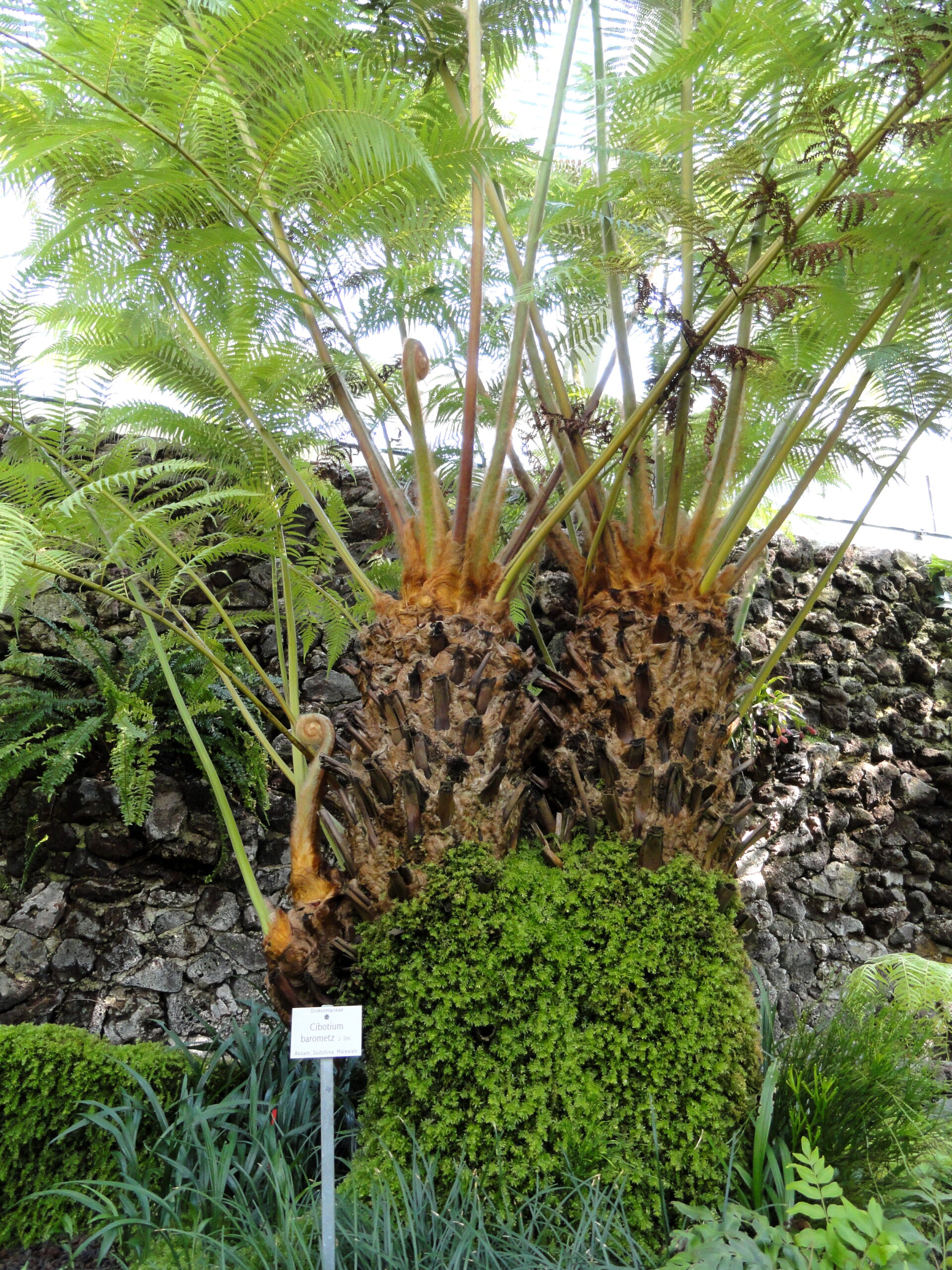 cây cẩu tích - Image 1