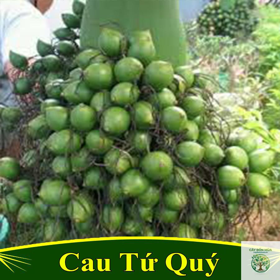 cây cau tứ quý - Image 5