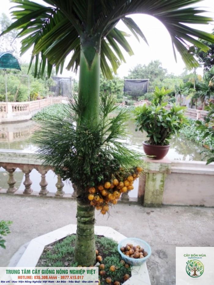 cây cau tứ quý - Image 1