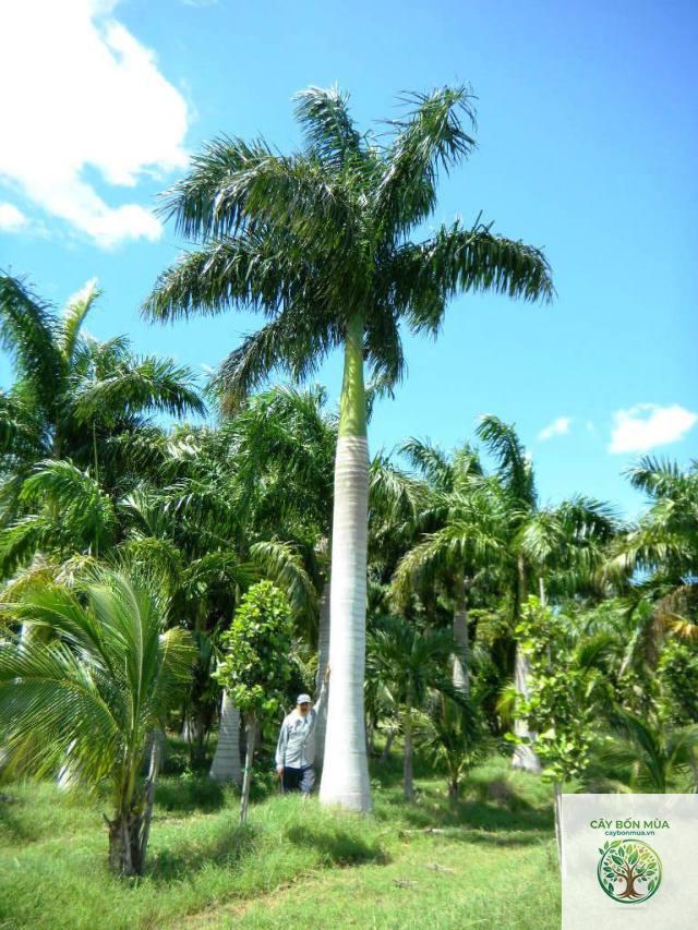 cây cau vua - Image 2