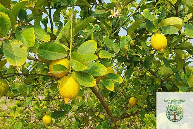 cây chanh Mỹ - Image 2