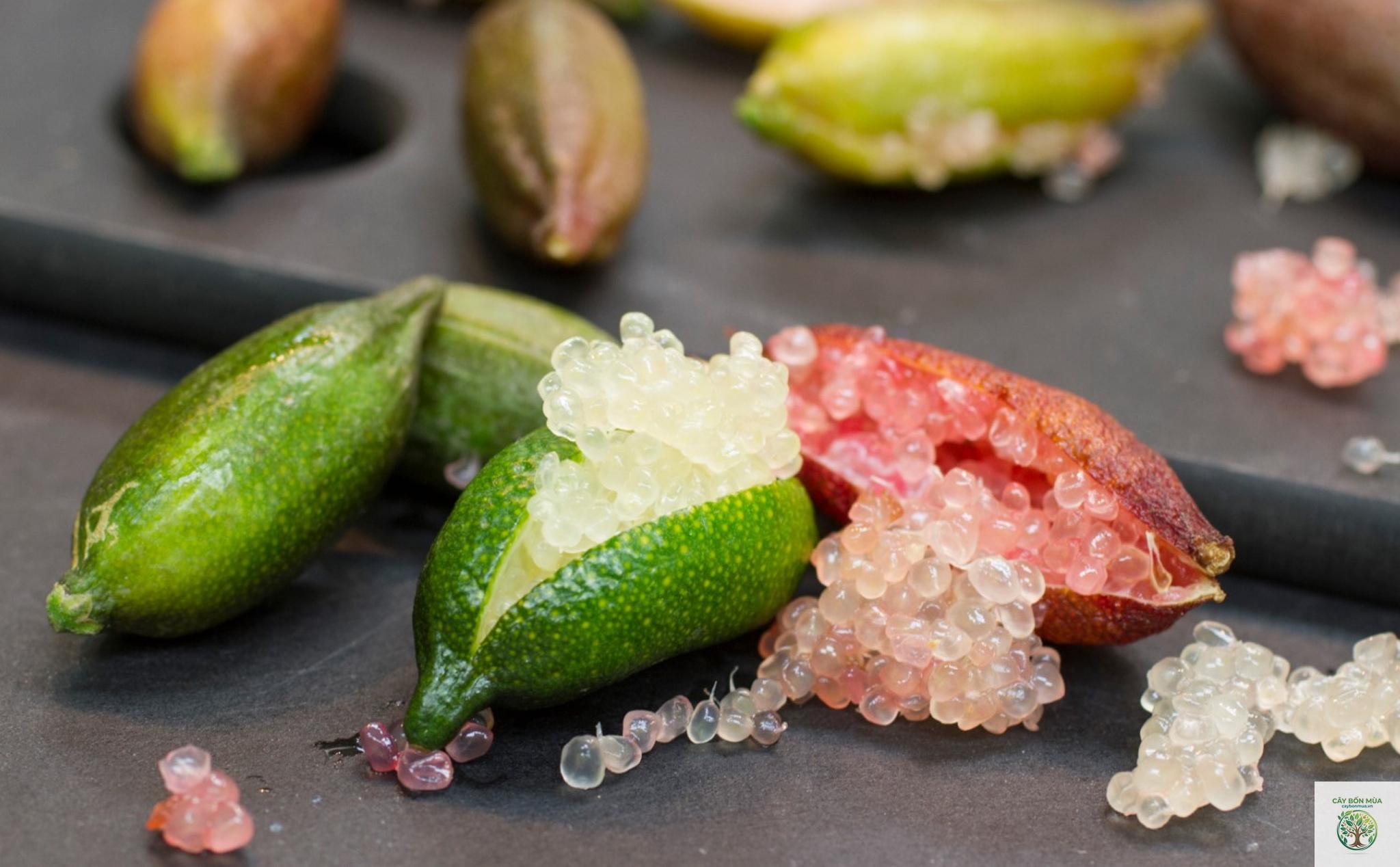 cây chanh caviar - Image 2