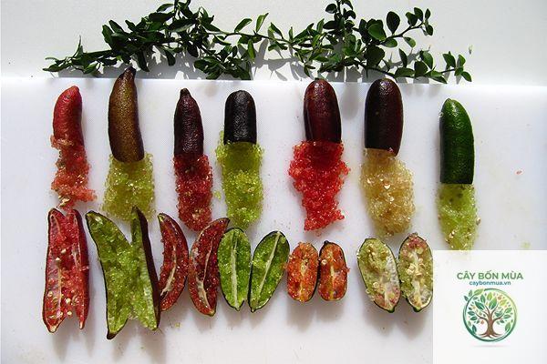 cây chanh caviar - Image 3