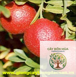 cây chanh đào đỏ - Image 2
