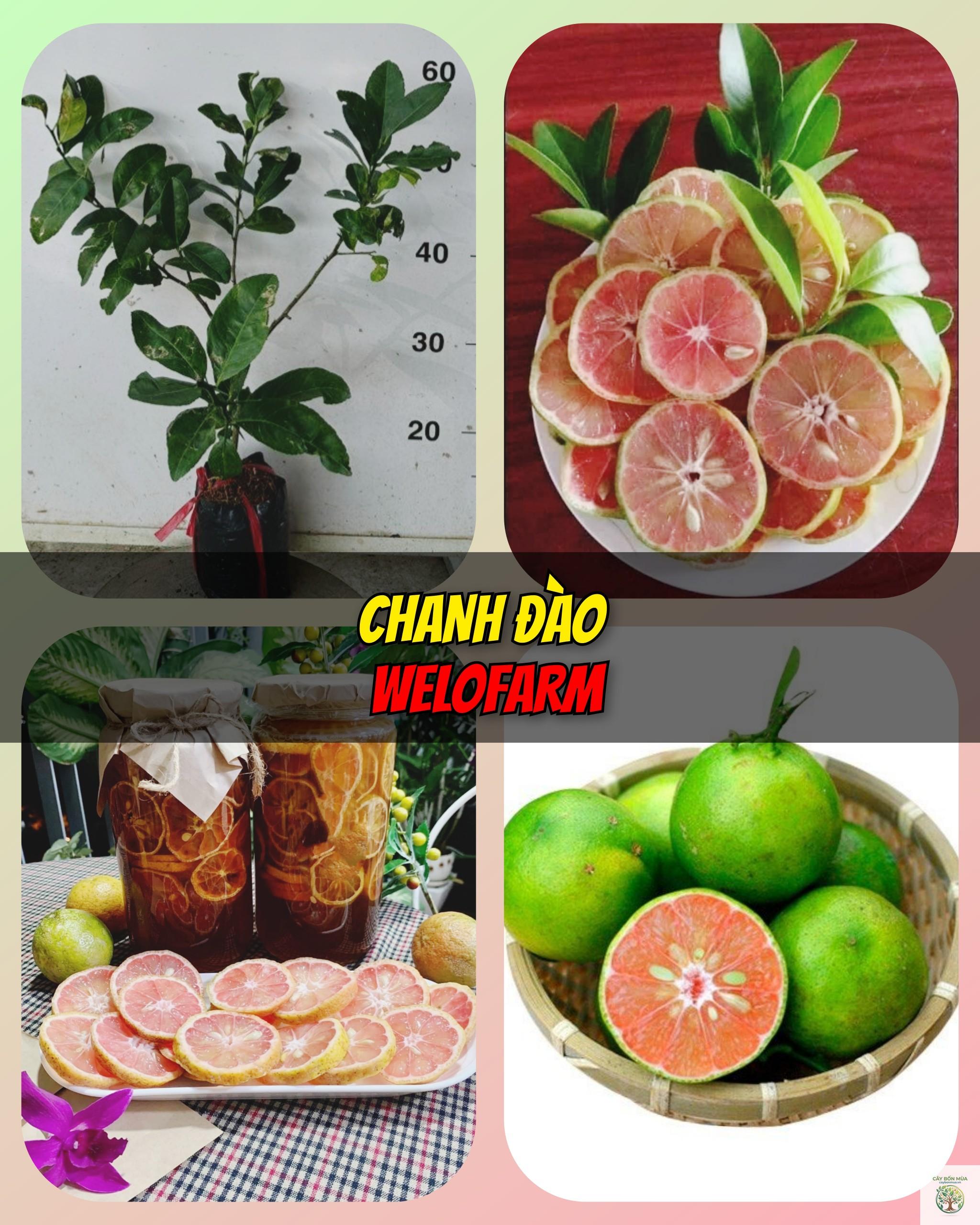 cây chanh đào đỏ - Image 4