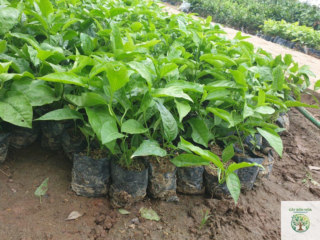 cây chanh dây Đài Loan