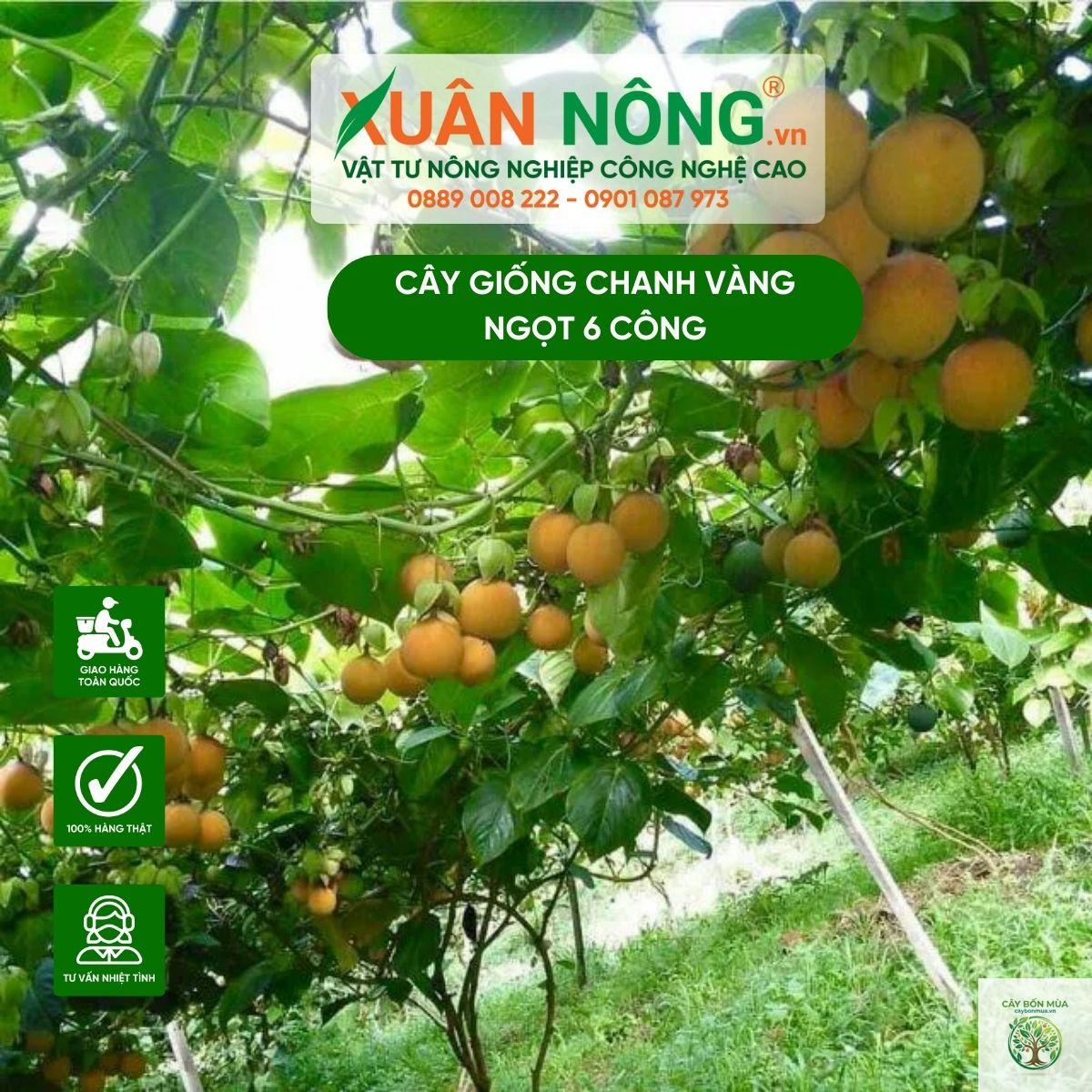 cây chanh dây ngọt - Image 3