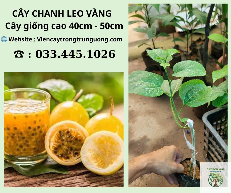 cây chanh dây ngọt - Image 5