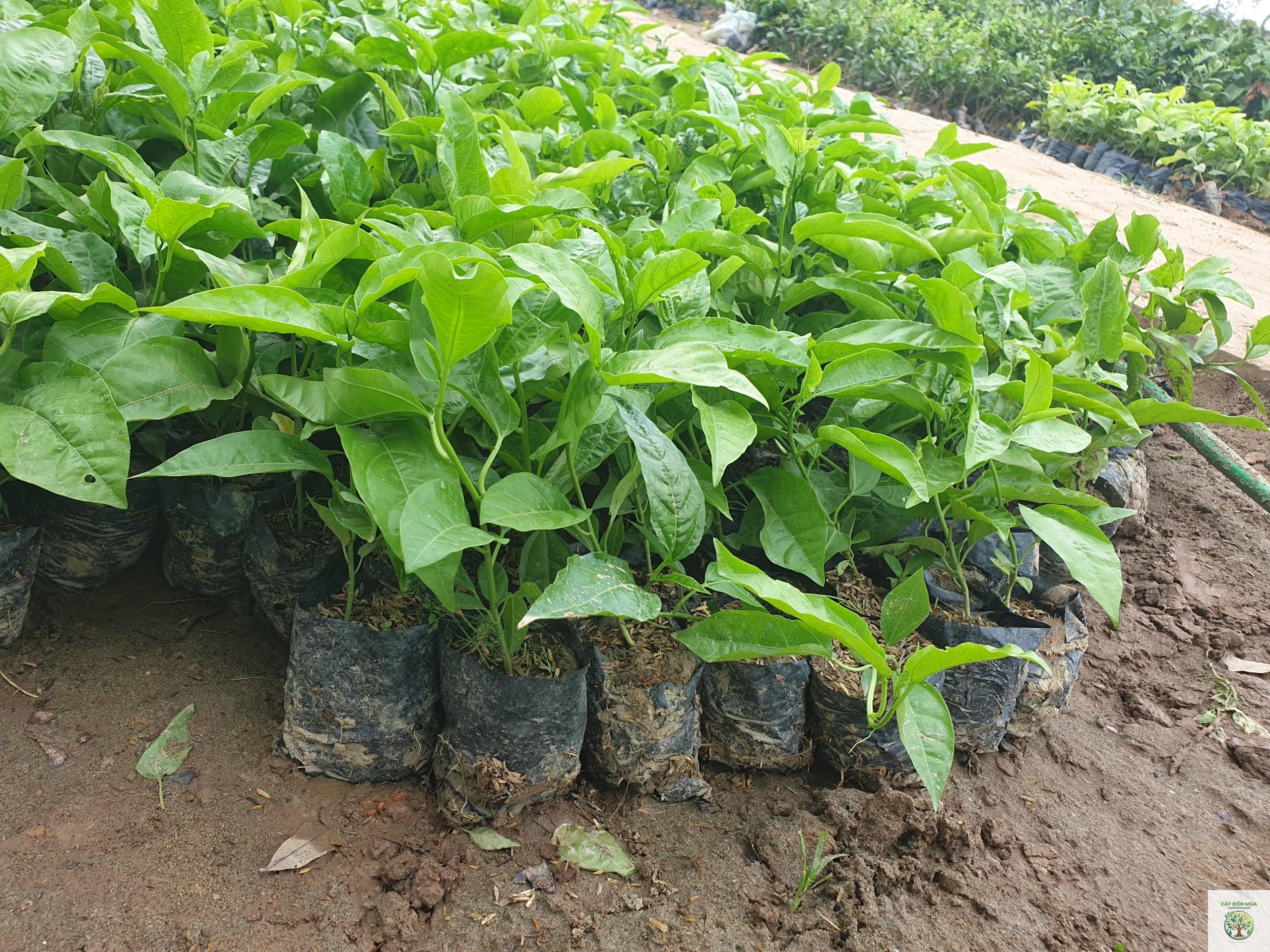 cây chanh dây tím - Image 5