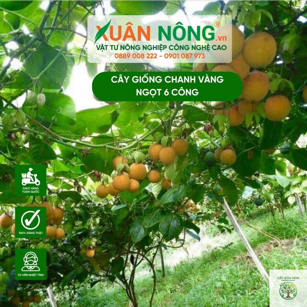 cây chanh dây vàng