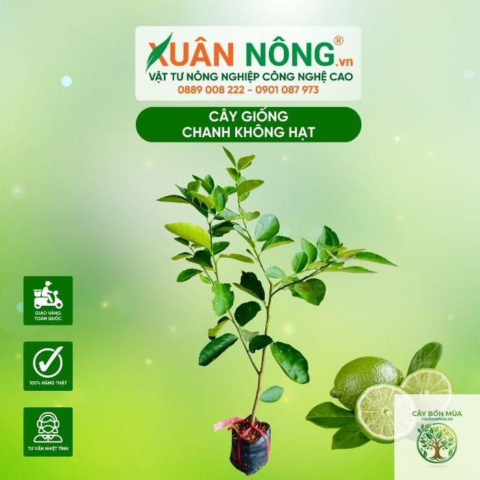 cây chanh không hạt - Image 4