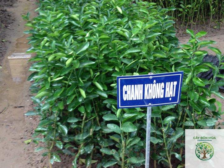 cây chanh không hạt - Image 5