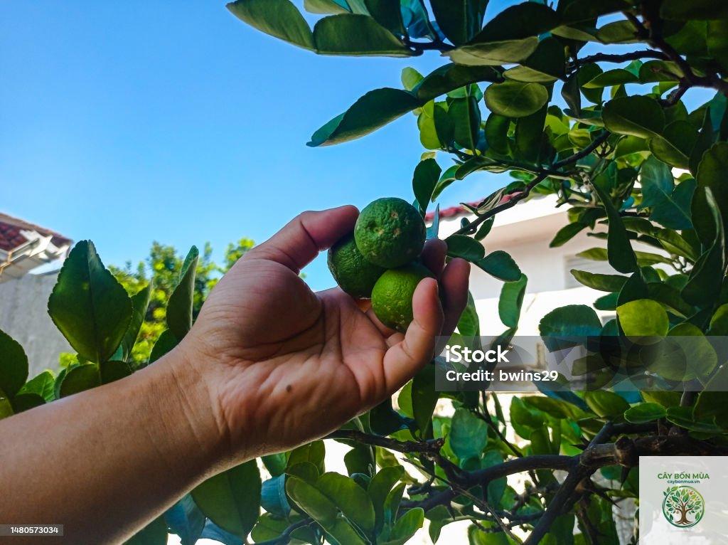 cây chanh makrut - Image 3