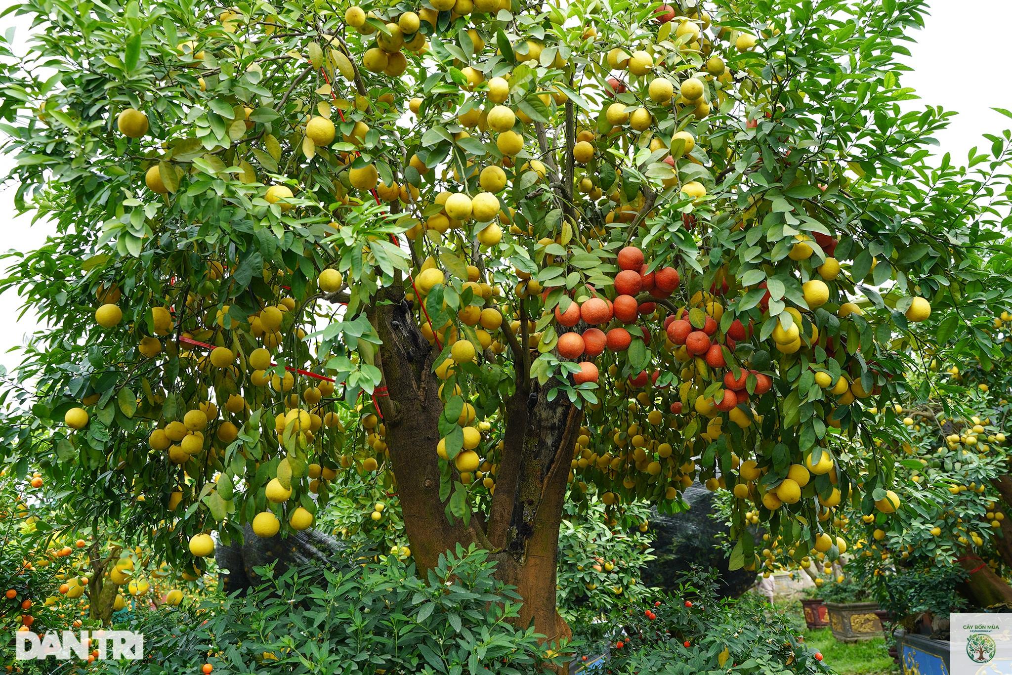cây chanh tứ quý - Image 3