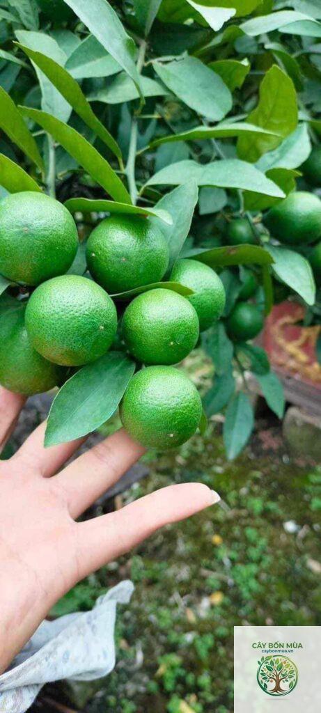 cây chanh tứ quý