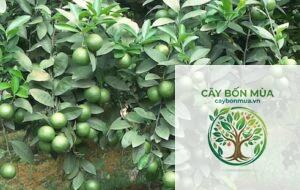 cây chanh xanh