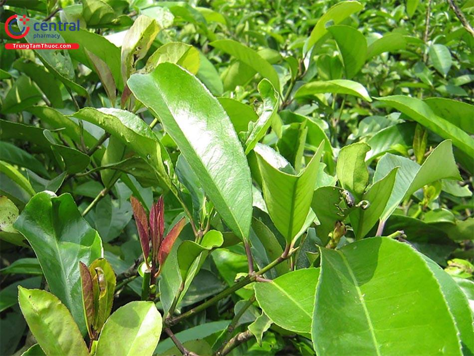 cây chè đắng - Image 2