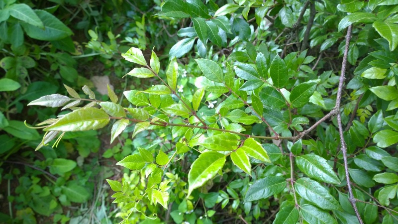 cây chè dây - Image 2