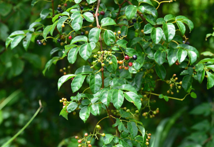 cây chè dây - Image 4