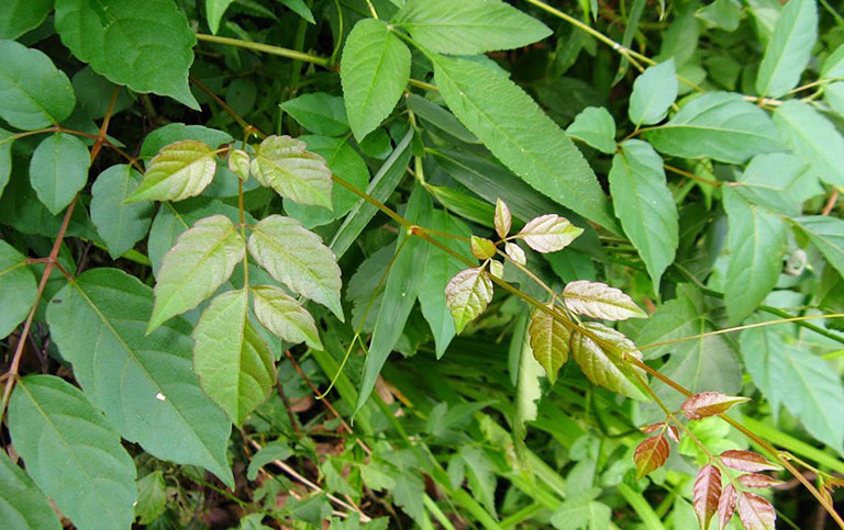 cây chè dây rừng - Image 4