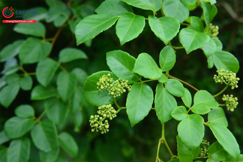 cây chè dây rừng - Image 5