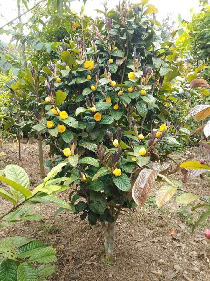 cây chè hoa vàng