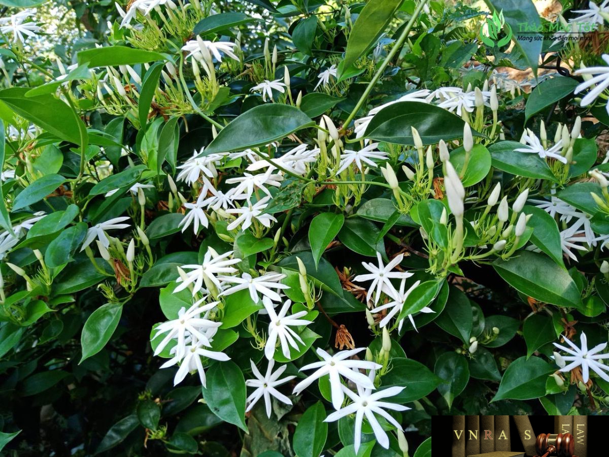 cây chè vằng - Image 2
