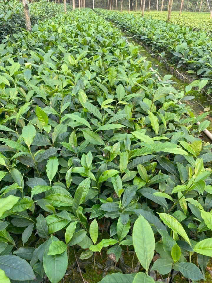 cây chè xanh - Image 4