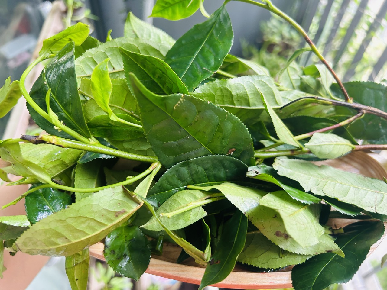 cây chè xanh - Image 1