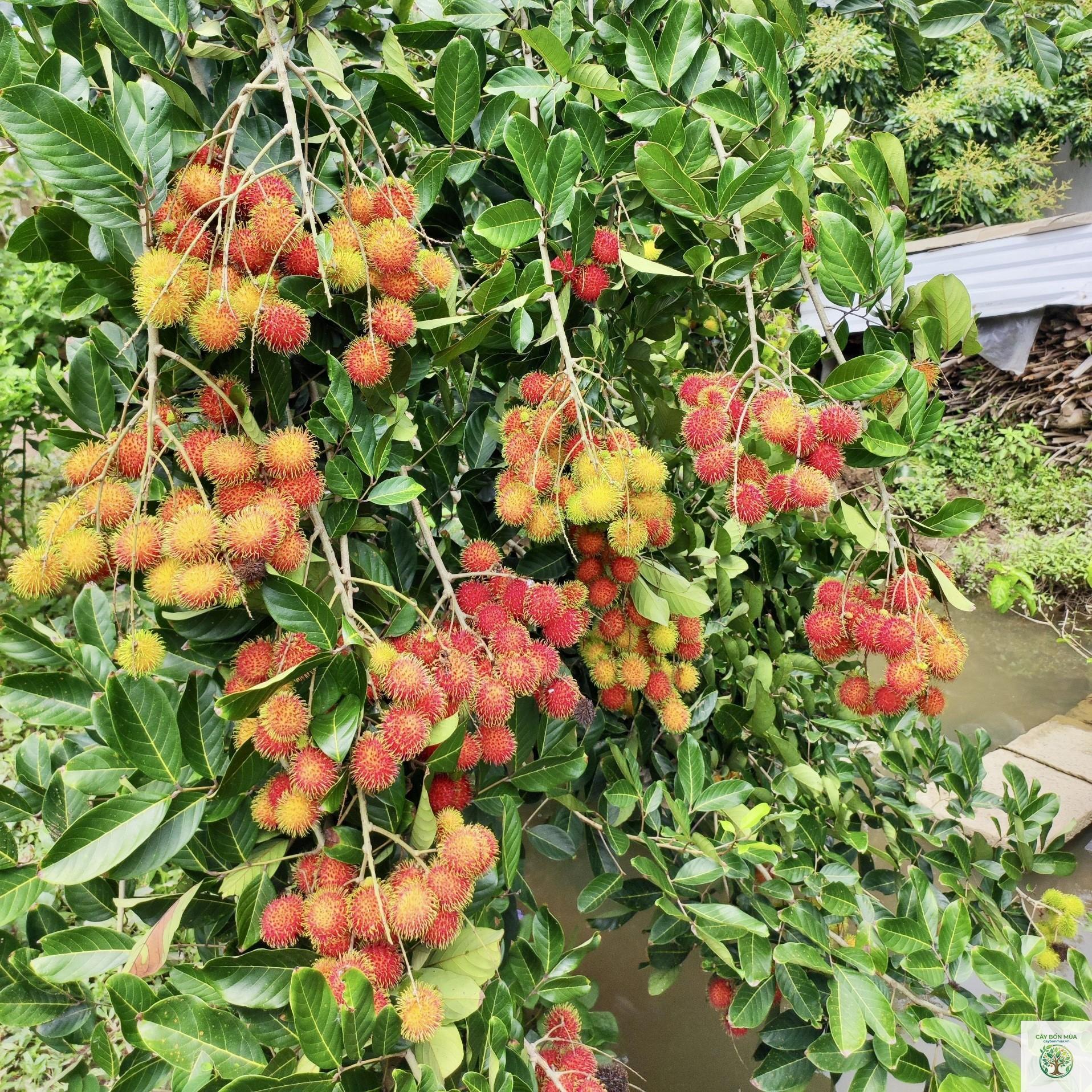 cây chôm chôm Java - Image 2