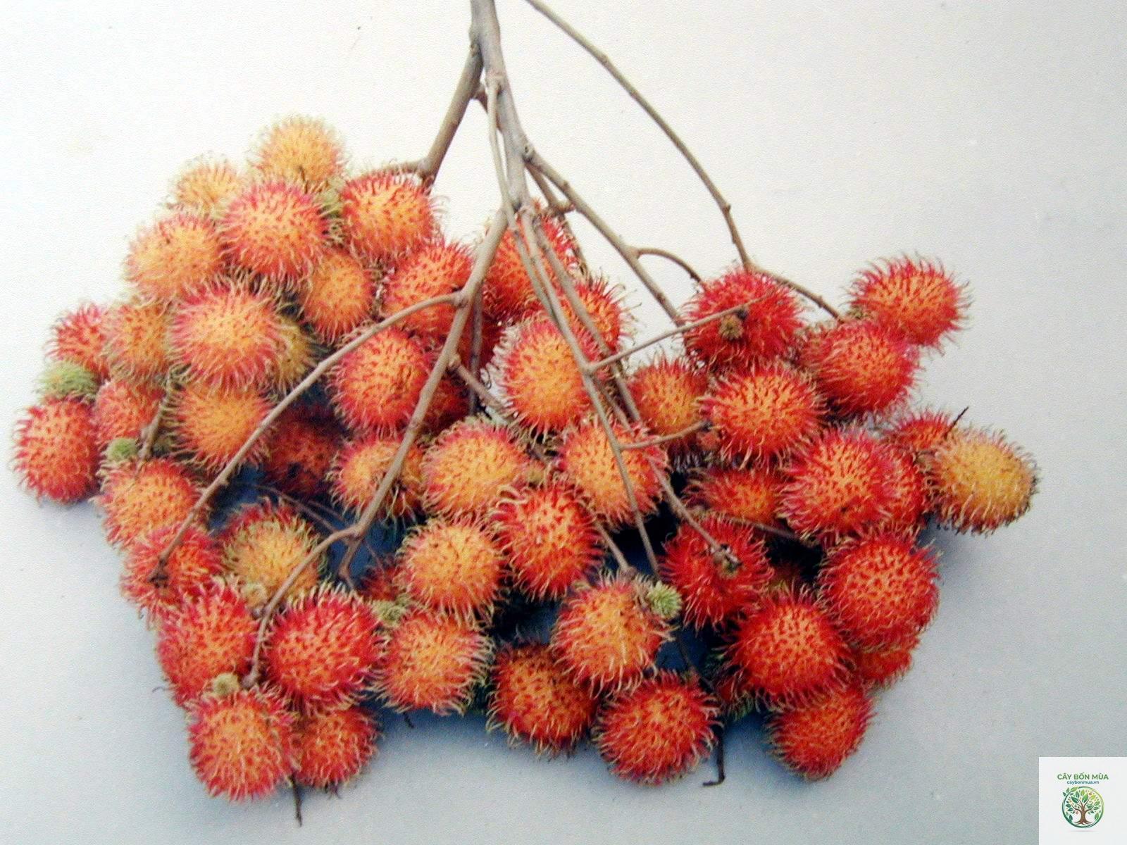 cây chôm chôm Java đỏ - Image 4