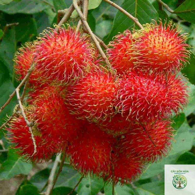 cây chôm chôm Java đỏ
