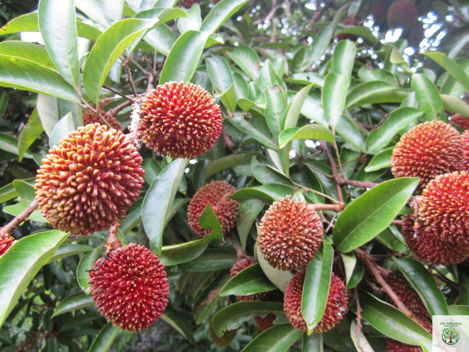 cây chôm chôm Malaysia - Image 2